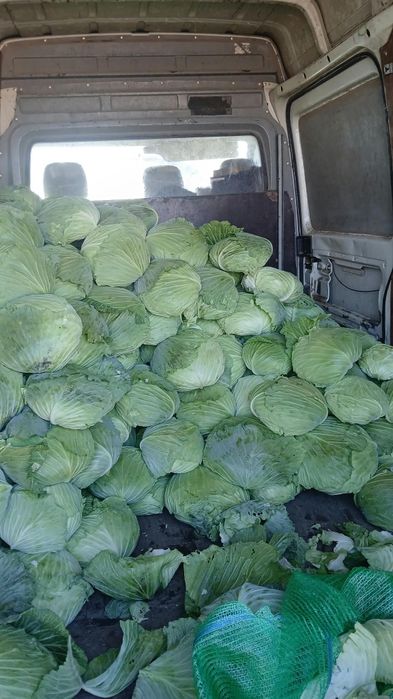 Varza plata de sarmale