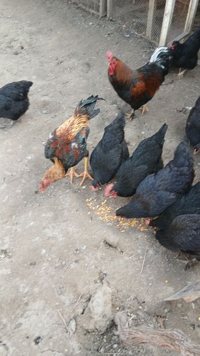 Дакан хуроз ва товук