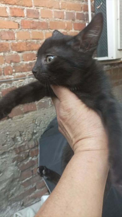 Подарявам котета