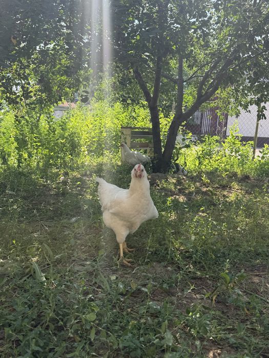 Продам куры несушки