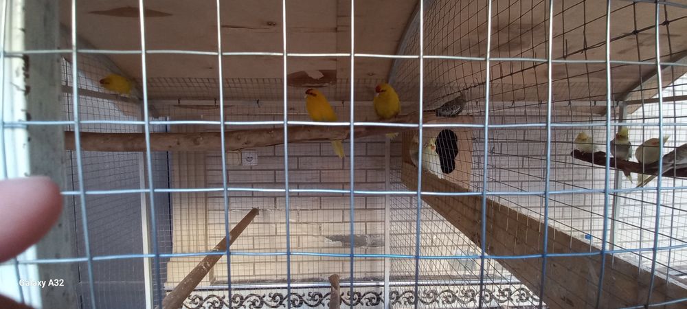 вальер с птитцами 2 пари карелла