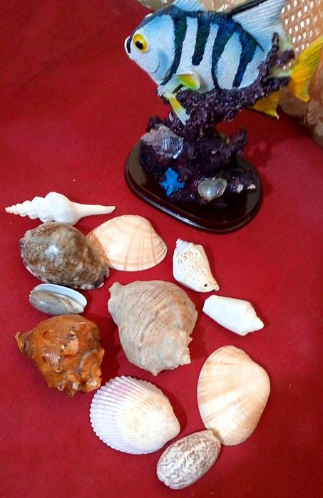 Ракушки со средиземного моря