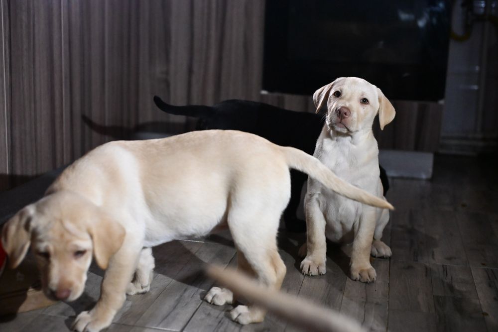 Labrador retriever fetițe