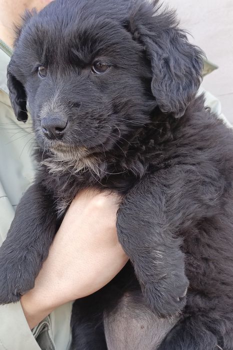 Щенок девочка бесплатно!