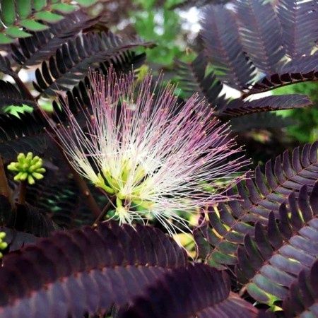 Albiția summer chocolatte diferite mărimi