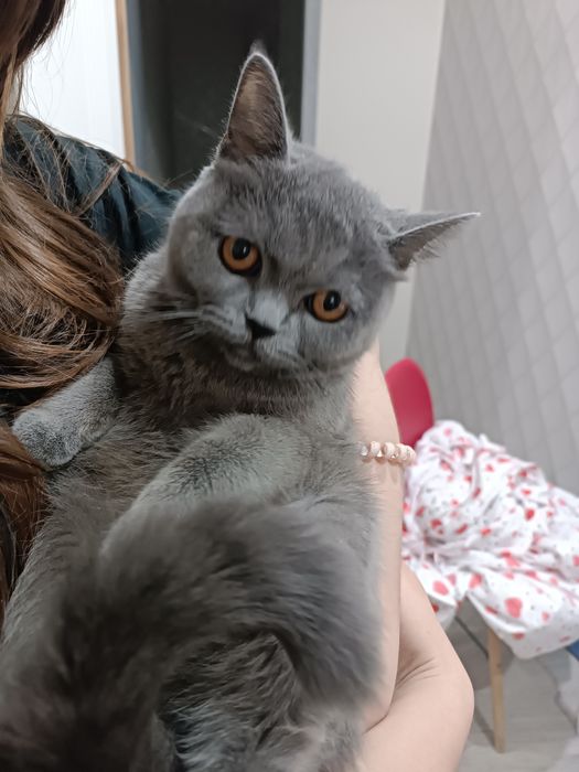 два котенка шатланский с вислоухим (на последнем фото мама)