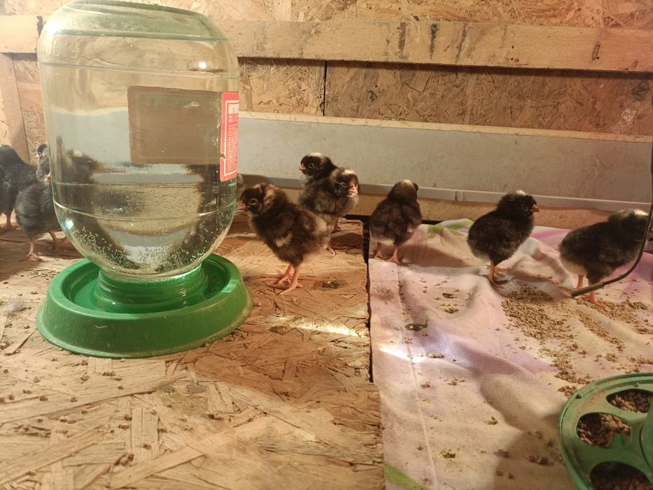 Амрокс балапандары