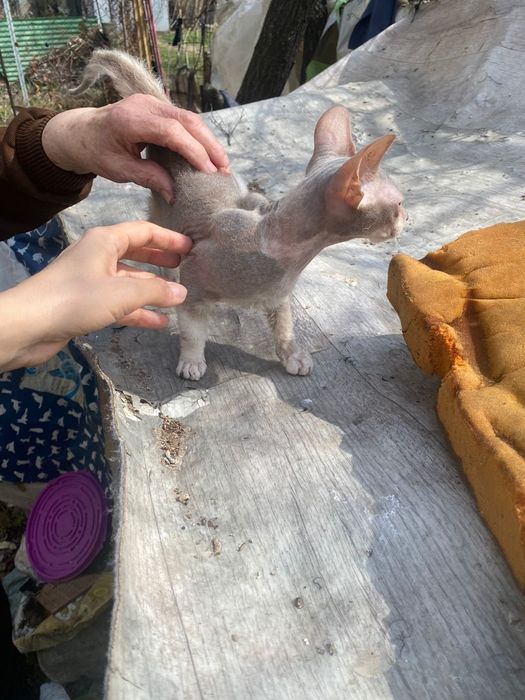 Кошечка ищет дом