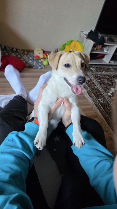 Отдам собаку в зорошие руки