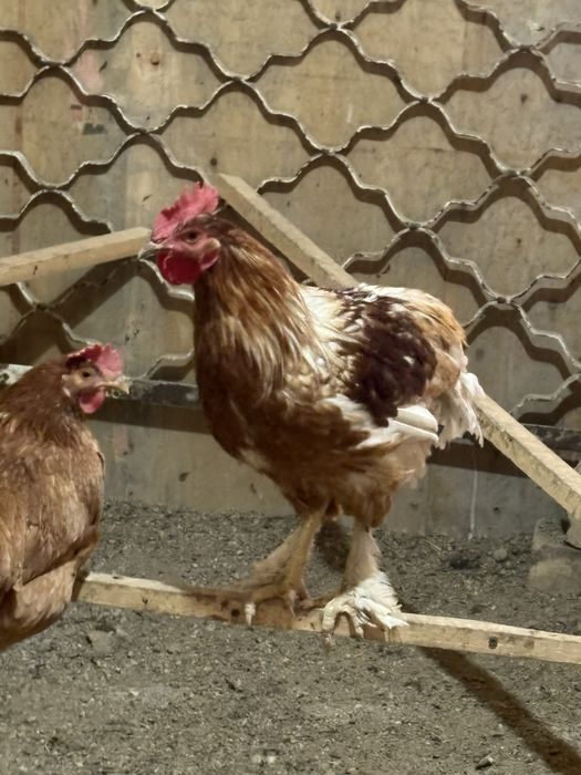 Urushda jinsiy aloqa kino