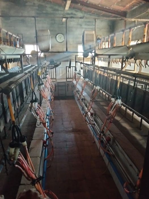 Sală de muls io si capre