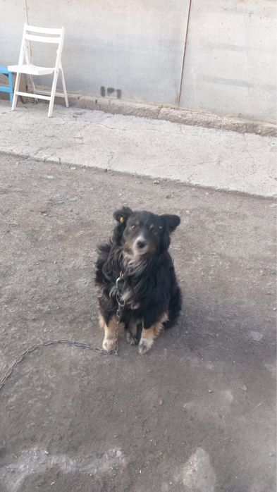 Отдам в добрые руки