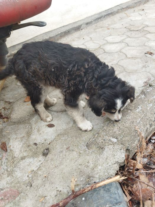 Отдам щенка в добрые руки