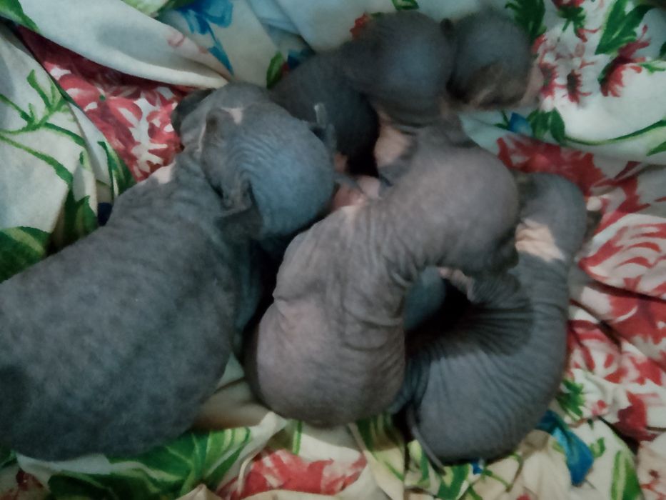 Котята Сфинкс 50000