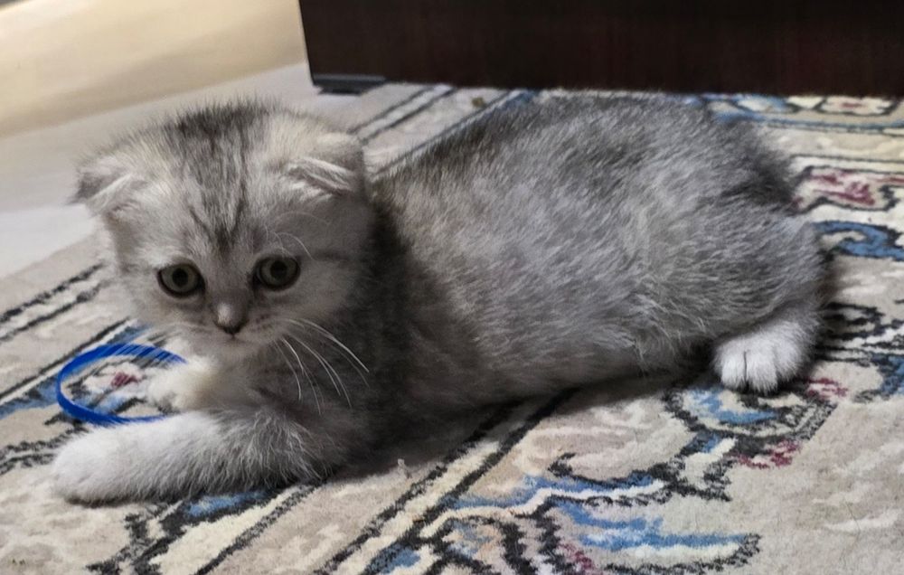 Скоттиш фолд ва скоттиш страйт сотилади
