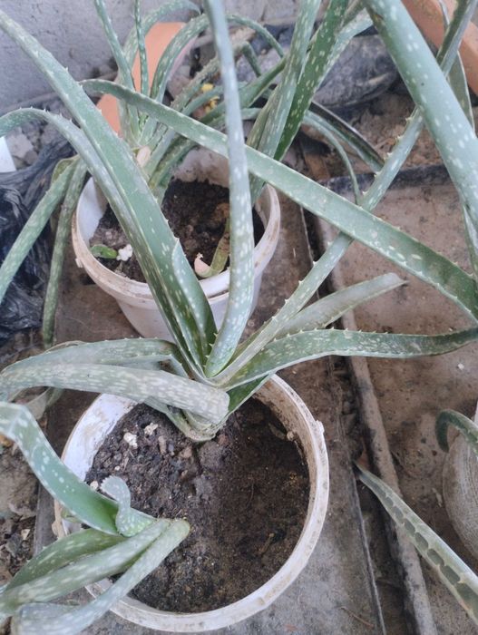 Цветы домашние для дома