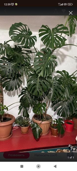 Монстера деликатес