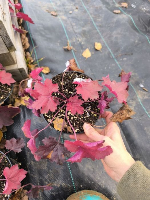 Гейхеры многолетние растения