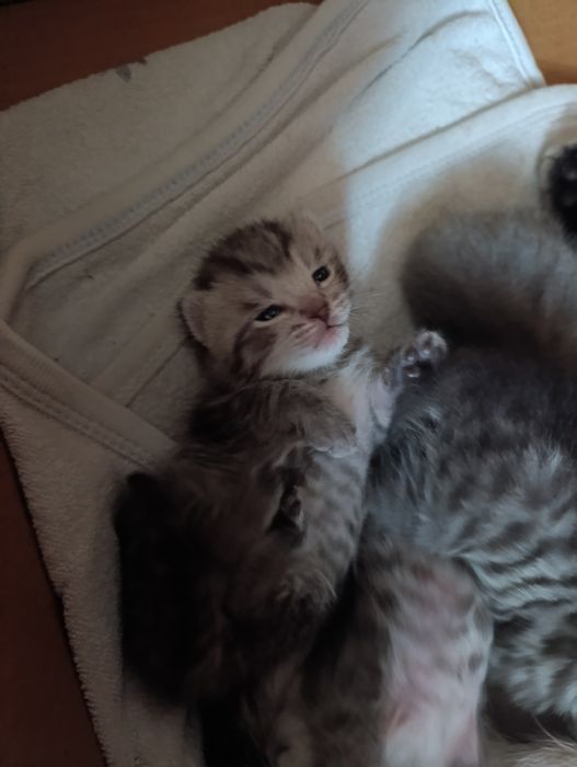 породистые котята