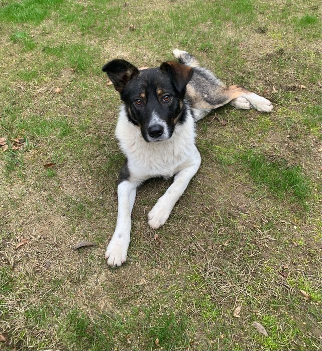 Donez catel unei familii iubitoare