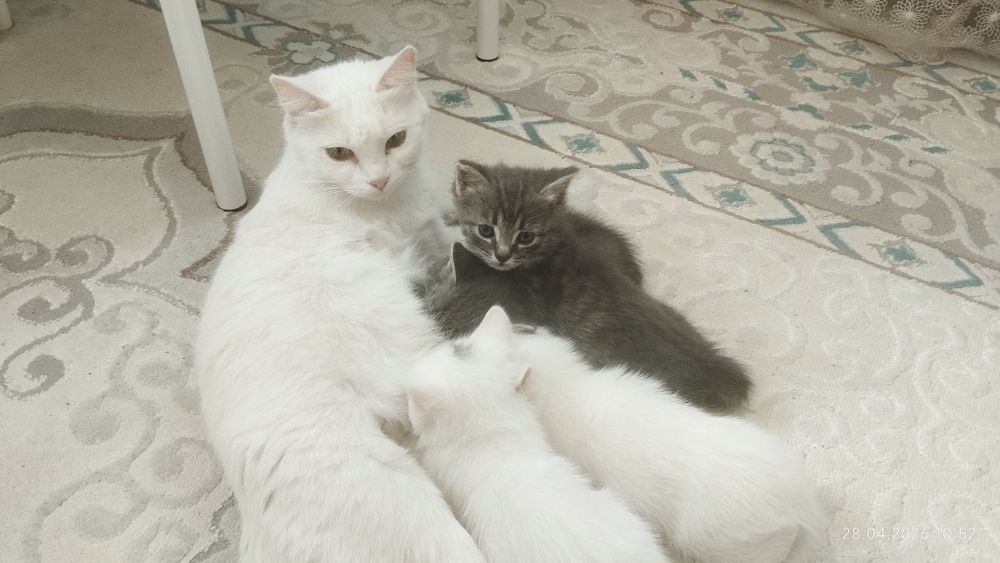 Кошки, котята...