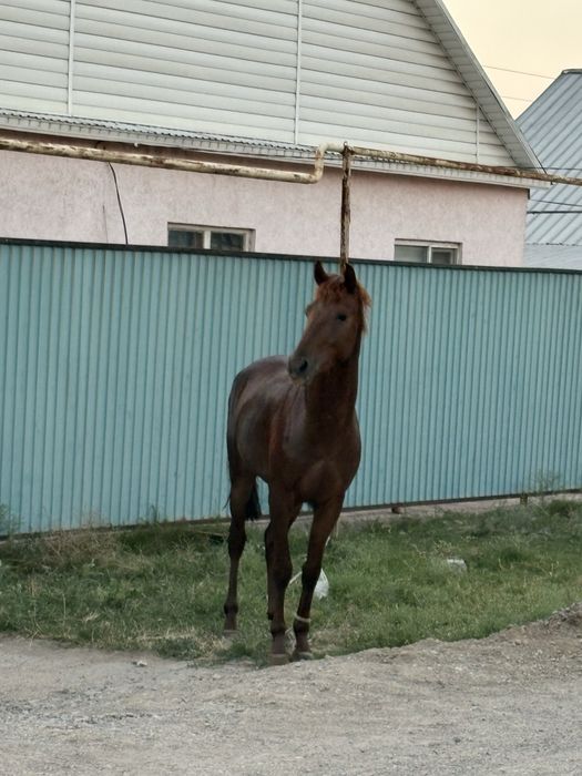 3 жасар дөнен сатылады