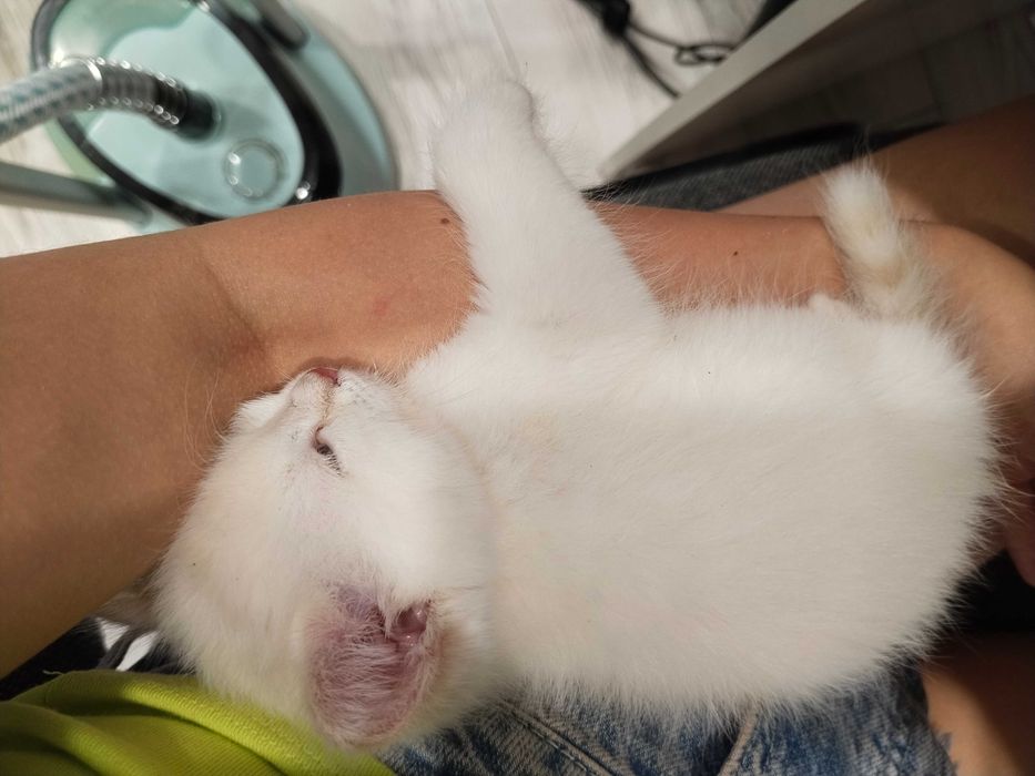 Котенок белый бесплатно