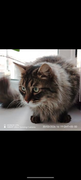 Отдам стерильную кошку
