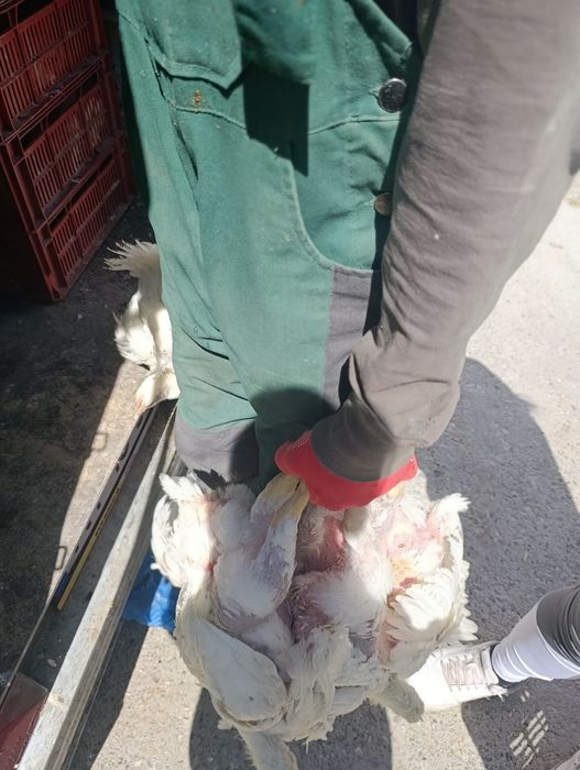 Ferma Piatra Neamț SRL
