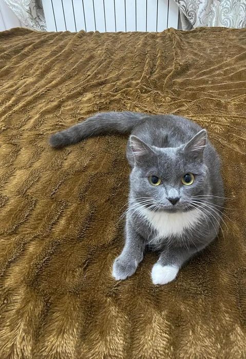 Отдам кота и кошку