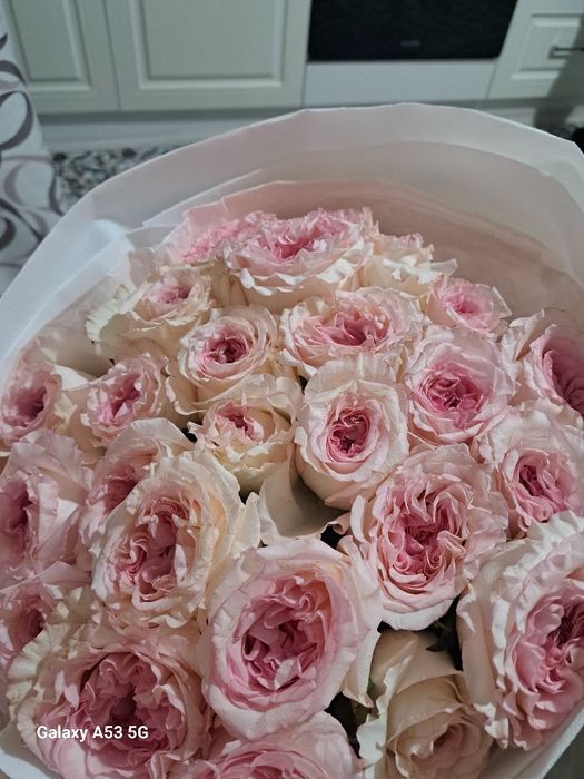 Цветы розы Алматы