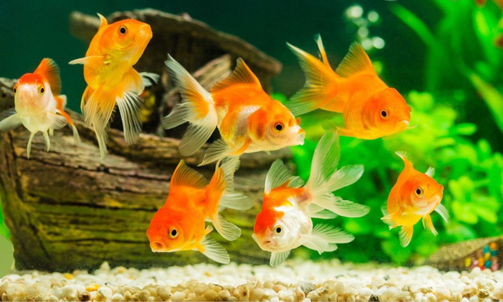 Продам рыбки мирный