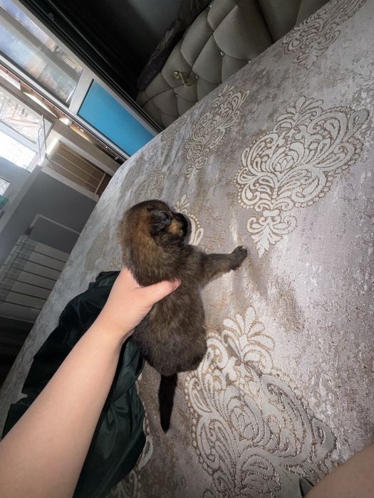 Отдам в добрые руки