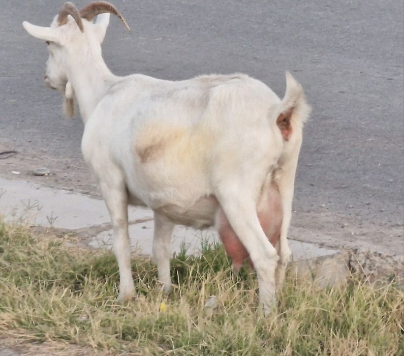 Ешкі сүті, козы молоко