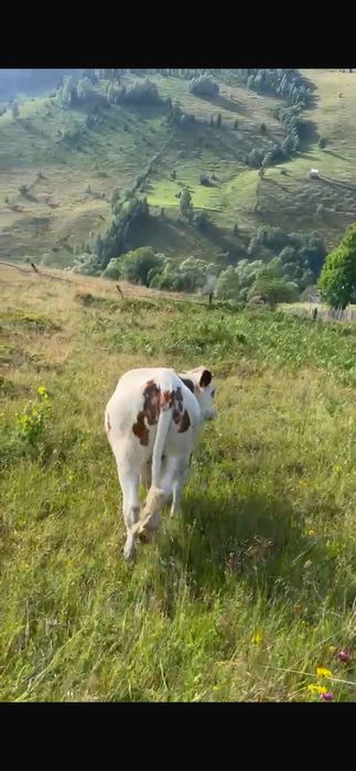 Vițica de 7 luni de vanzare
