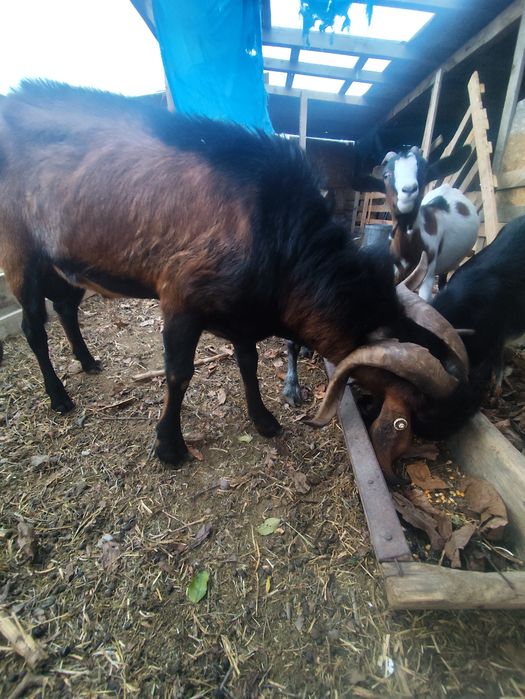 Vând sau schimb țap