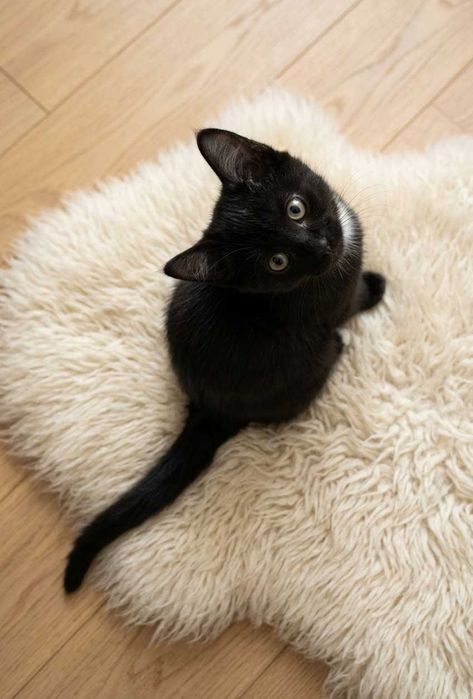 Котят в Добрые руки