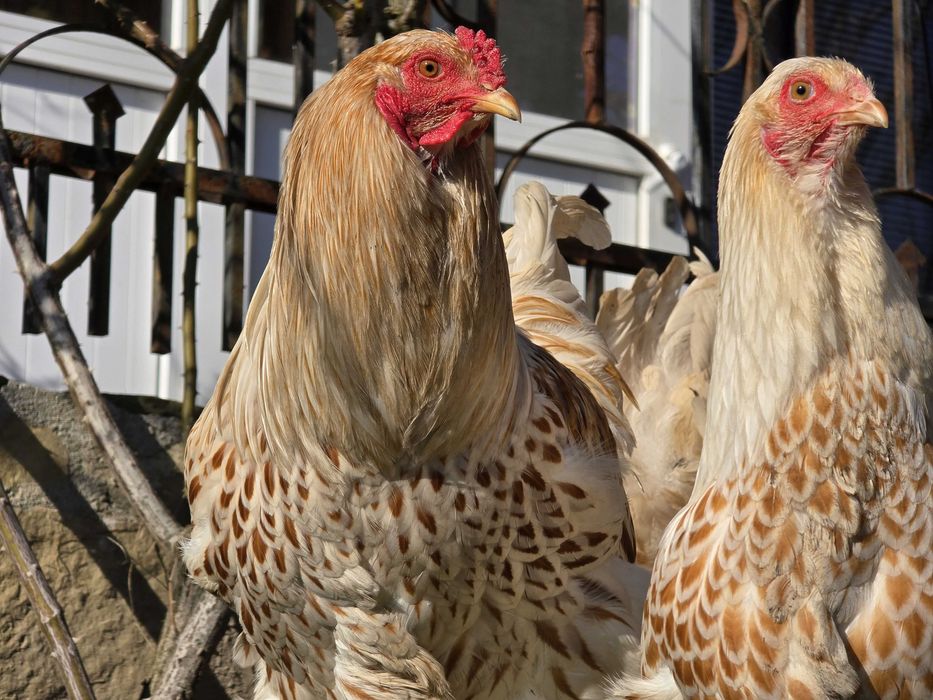 Продавам разплодни яйца от Бяло златна Брама [White gold Brahma]