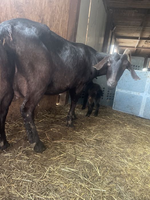 Capra cu ieduta anglo nubian