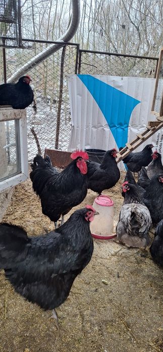 Pui australorp, pui gaini pitice