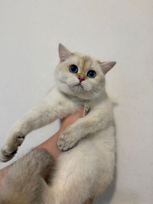 Шиншилловые котята бронь