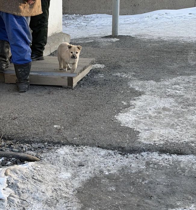 Отдам щенка в добрый руки