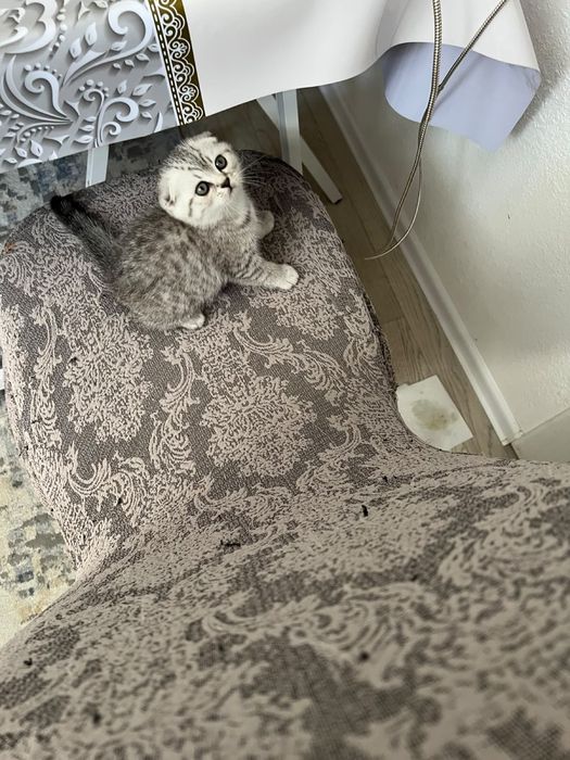 Кошка котёнок Котята