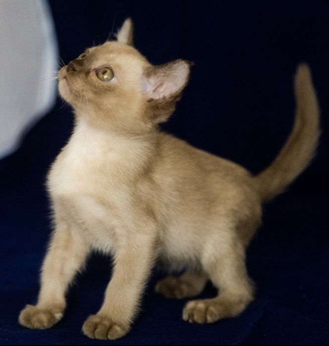 Бурманская кошка