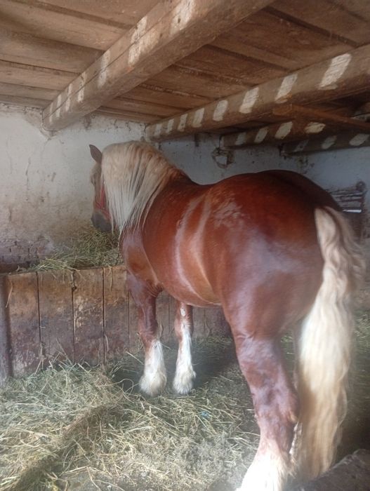 Vând sau schimb cu animale(vaci vitei,,)