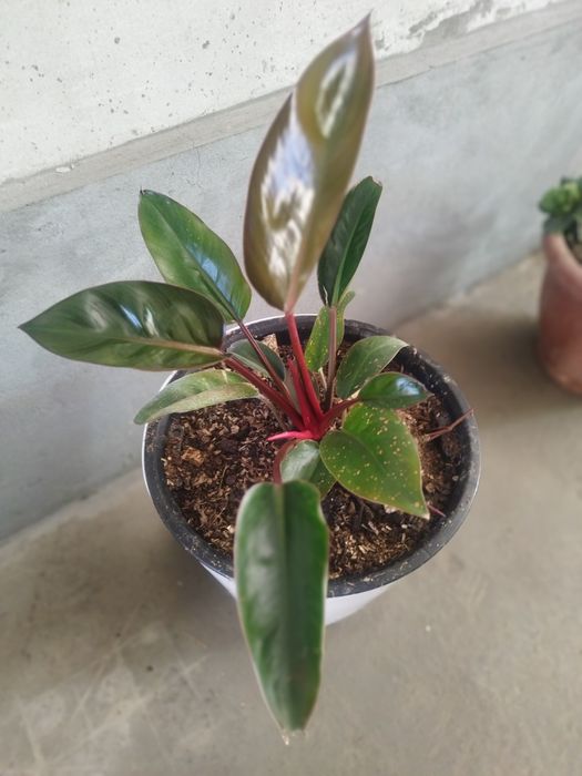 Офис ва Уй учун гуллар