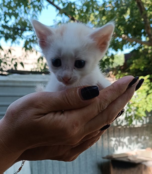 Отдам котят бесплатно