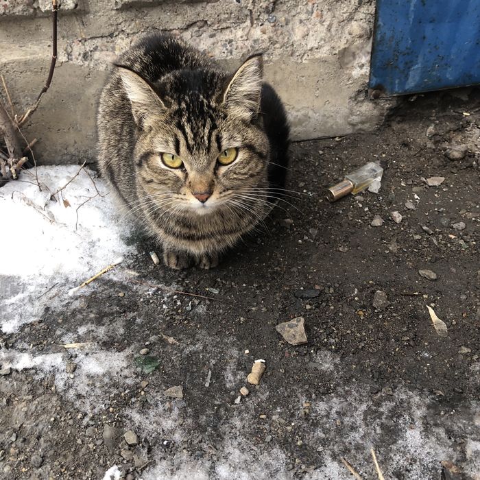 Бездомные кошки .