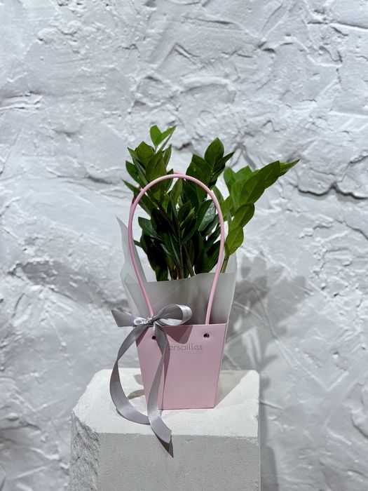 Комнатные растения в оформлении