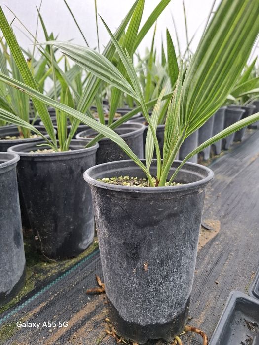 Палми  Канарска Феникс